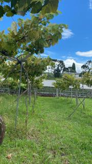 Chácara Morango do amor - 3