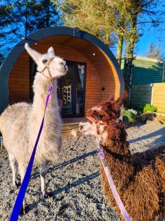 little peru luxury pods and alpaca farm - 0