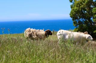 Penguin Seaside Farm - 7