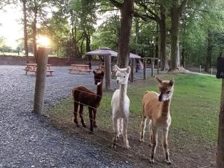 Ballyhoura Farm Escape Experience with Alpacas & Fairy Forest - 2