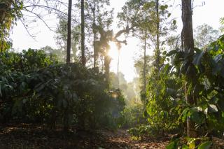 Coorg Kavery Estate by Aarika Resorts - 5