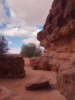 Ayed Wadi Rum camp - 6