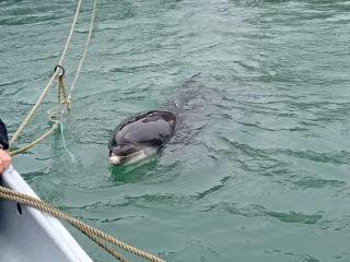 Old Farm renovated ,5 min from beach and forest - 5