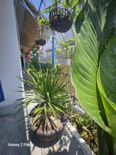 Homestay Hana Vĩnh Hy - 5