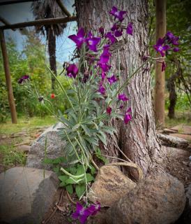 Casa De Piedra Le Petit Chalet - 4