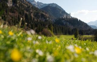 Luis Bader Haus - Fewo mit Garten und Berg-, Seenähe - 4