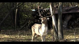 Drevenica pod vŕbami s farmou a zvieratami - 7