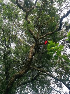 The Jungle Life Homestay Thangamalay Sanctuary Haputale by Gisela Sivam - 0