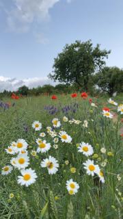 Apartament Pod Dębiną - 9