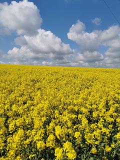 Apartament Pod Dębiną - 1