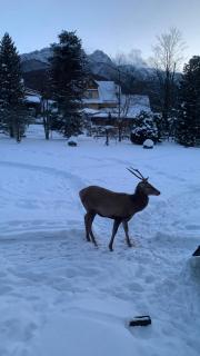 Apartament Gawra Zakopane - 1