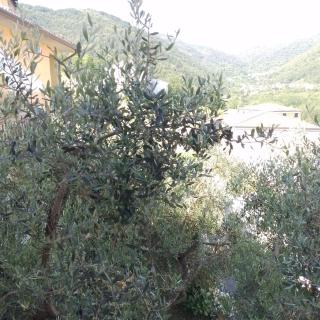 La Collina casa vicina alle Cinque Terre - 9