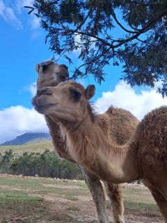 Modailene Cottage - 2