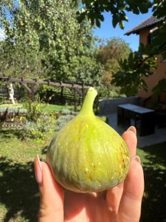 Rural vacation house Greenville - Entire propery - Samobor - 6