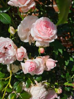 Ferienwohnung am Rosenbusch - 2