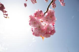 Haus an der Düne Wohnung 2 - Lobbe - 6