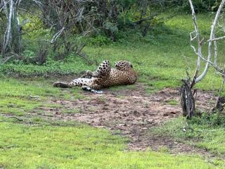 Wild trails -Yala - 2