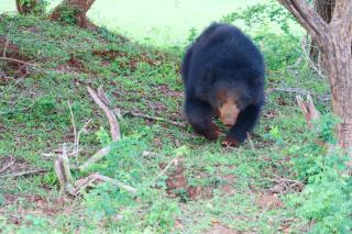 Wild trails -Yala - Kirinda - 5