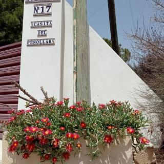 Casa Fenollar Horse & Dog Country Garden - 8