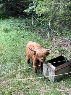 Appartamento Bosco al Sole - 6