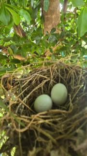 Casa de praia com campo de futebol e piscina - 8