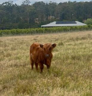 Entire vineyard estate, hunter family gatherings - 7