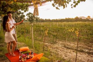 Viñedo Sotelo - Hospedaje y Glamping - 6