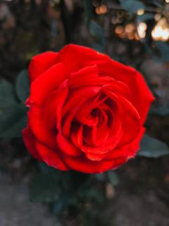 Refugio rústico en casa de campo-Céntrico - 4