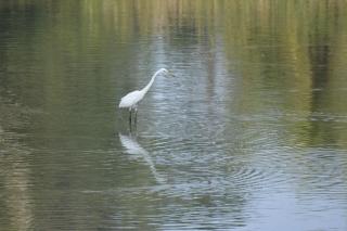 donPadris Estate Bungalow, Tangalle - 2