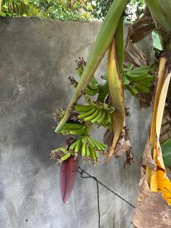 Nouveau ! Villa au Diamant - 8