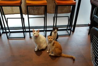 Meow G Cafe Hostel - 9