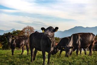 Holzfass Entspannung pur mit schönstem Bergblick 1 - 7