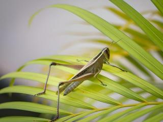 Sambopich Chenla Hotel - 3