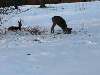 Obuoliu sala Moletu Vila - 6