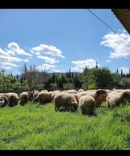 Finca Rural El Piketa - 5