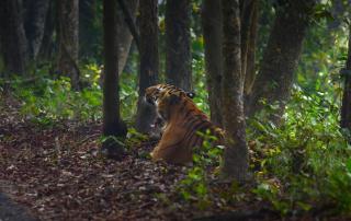 PILIBHIT FOREST AND FEASt - 6