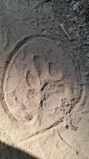 PILIBHIT FOREST AND FEASt - 5