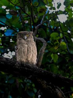 PILIBHIT FOREST AND FEASt - 4