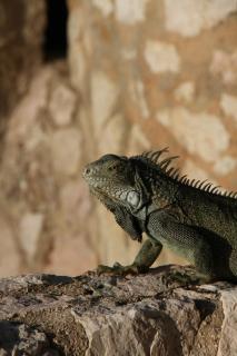 Oceanfront apartments 18 & 19 - Lagun Blou Dive & Beach Resort, Curaçao - 3