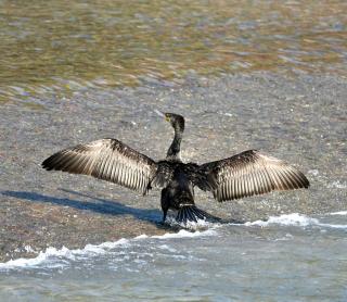 PILIBHIT FOREST AND FEASt - 8