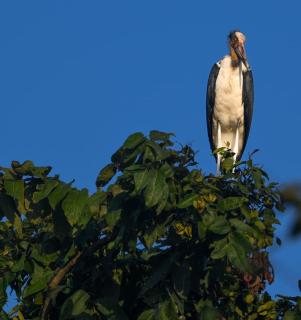 PILIBHIT FOREST AND FEASt - 1