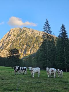 Landhotel Oberwengerhof - 1