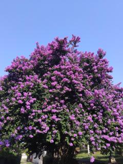 Casa térrea abraçada pela Natureza - Serra da Cantareira - 7