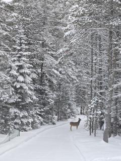 Chalet COEUR de loup avec spa - 3