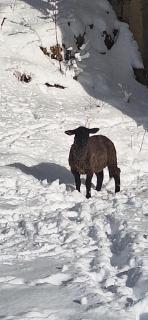 Farmhouse Rosehip Flower Romania Brasov - 7