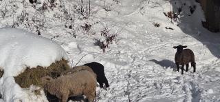 Farmhouse Rosehip Flower Romania Brasov - 8