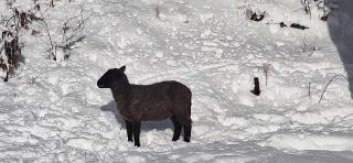 Farmhouse Rosehip Flower Romania Brasov - 6