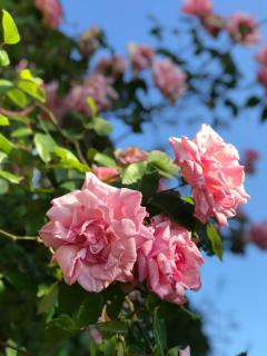 Four Seasons Cottage - in the Cotswolds - 4