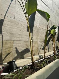 Tamu Agung Sleman, Yogyakarta - 9