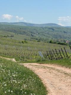 Charmant studio dans le vignoble proche Strasbourg - 2